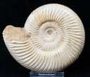 Perisphinctes Ammonite - Jurassic #16532-1